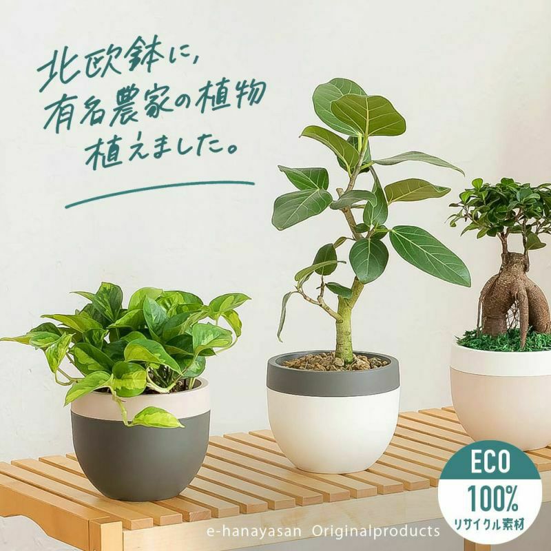 おしゃれな観葉植物,植木鉢の販売｜[公式]e花屋さん 本店