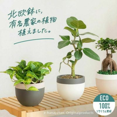 有名農家の観葉植物を、北欧鉢に植えて ポトス グローバルグリーン