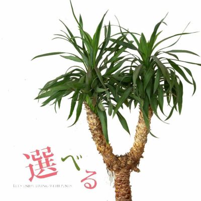 【写真で選べる】ユッカ・ディスメティアーナ希少な「分頭」タイプ！