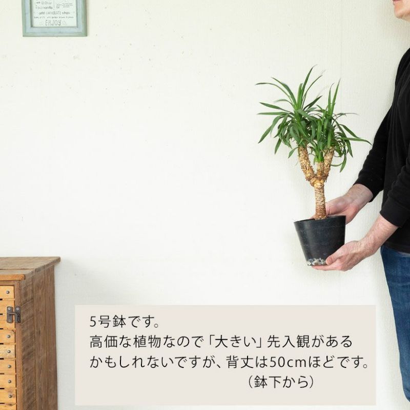 ユッカ・デスメティアーナ|成長が遅いので分頭タイプは希少! ユッカ・デスメティアーナ|成長が遅いので分頭タイプは希少!