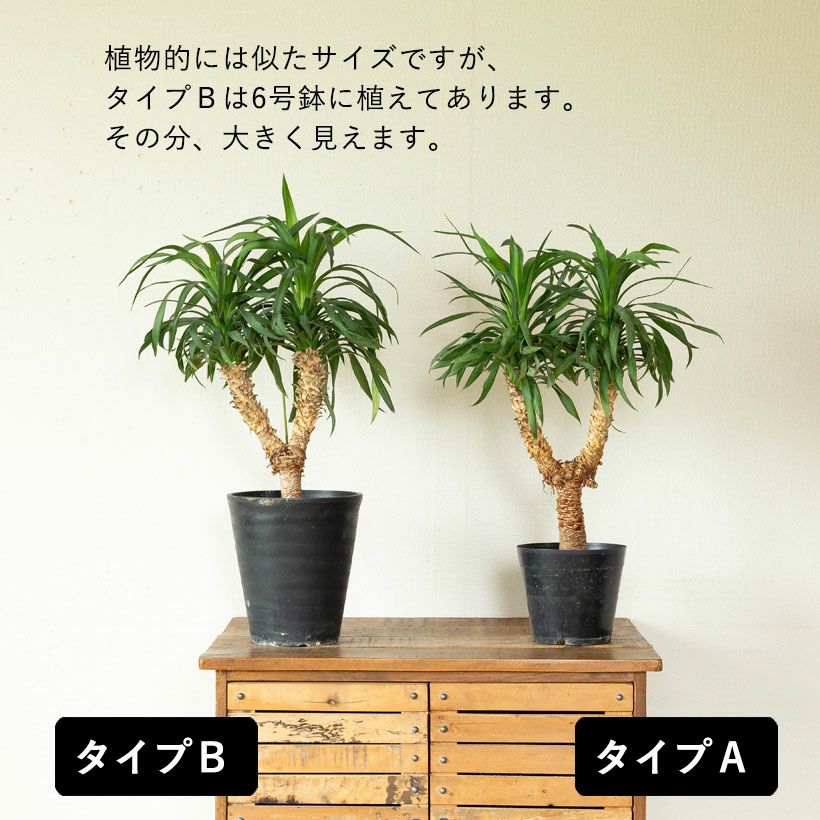 ぞうさん様専用【コンパクトサイズ】ユッカ デスメティアーナ子株付き