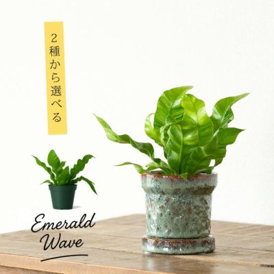 小さいサイズで可愛らしい！エメラルド・ウェーブ
