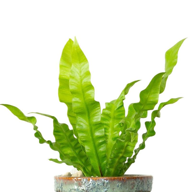 北欧風カップにフォレットを植えました