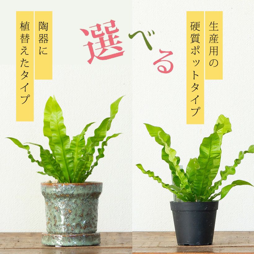 エメラルドウェーブ小さいサイズのアスプレニウム（2.5号）