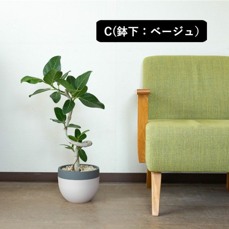 最後の一品【コンパクトサイズ】ユッカ　デスメティアーナ子株付き ユッカ デスメティアーナ子株セット！！ - メルカリ