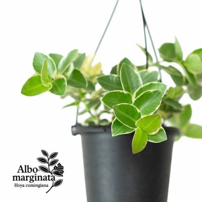 観葉植物『ホヤ』カルノーサ他21種！花、育て方｜サクララン属