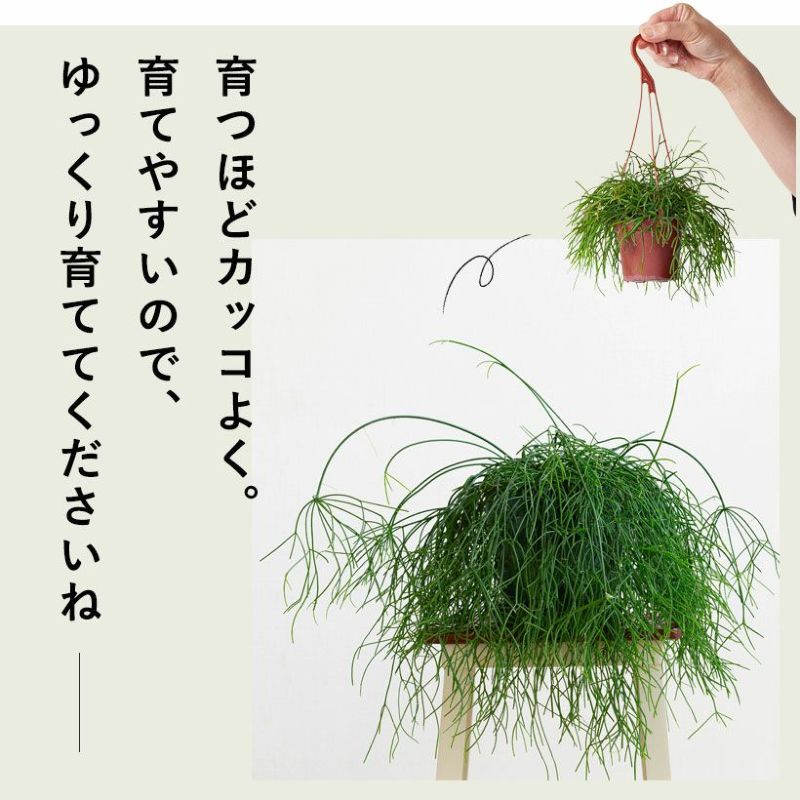 ポトスエンジョイを上から