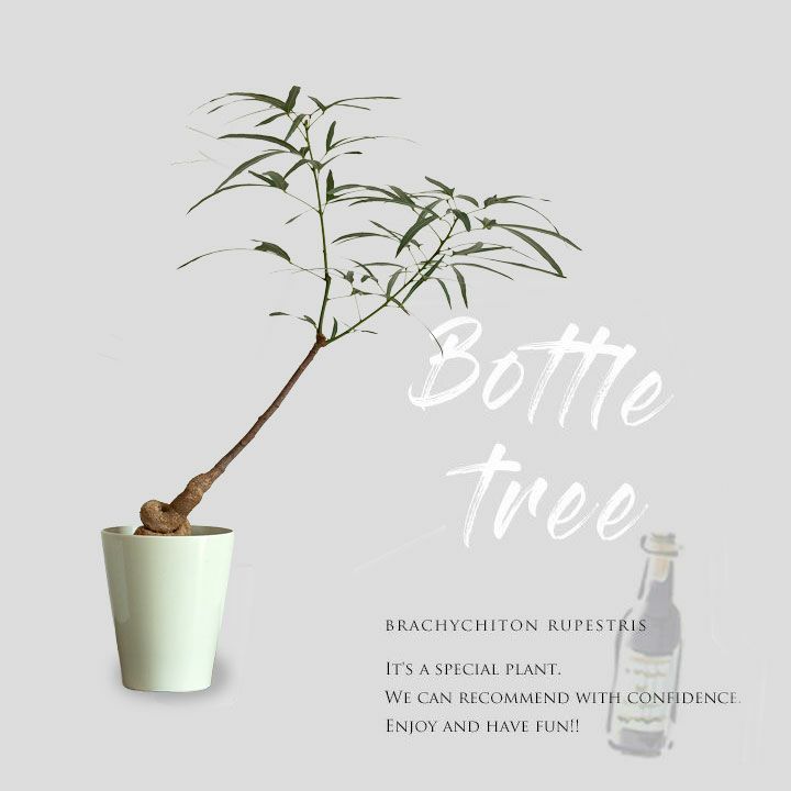 その他観葉植物 BOTTLE Tree 楽天市場】ボトルツリー（ポプルネウ） 4号 ポット苗 1鉢 ブラキキトン