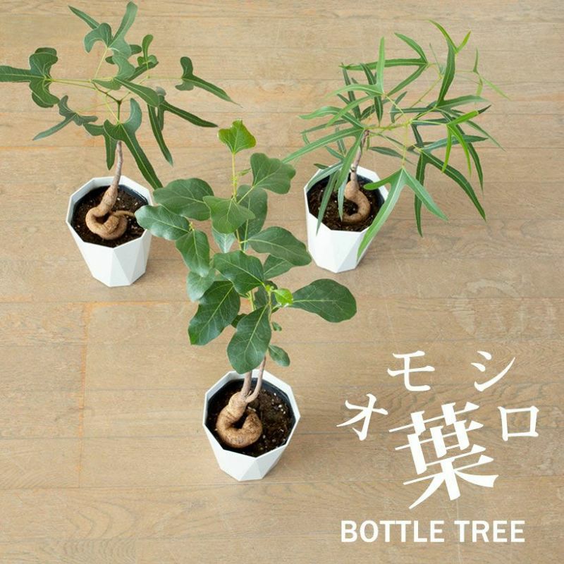 その他観葉植物 BOTTLE Tree ブラキチトンポプルネウス育て方付き！太った幹が面白い｜e-花屋さん