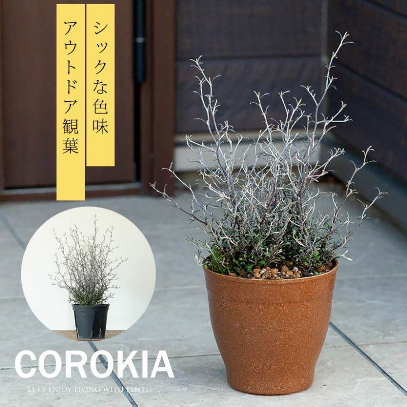 コロキア・コトネアスターを陶器鉢に植えたイメージ
