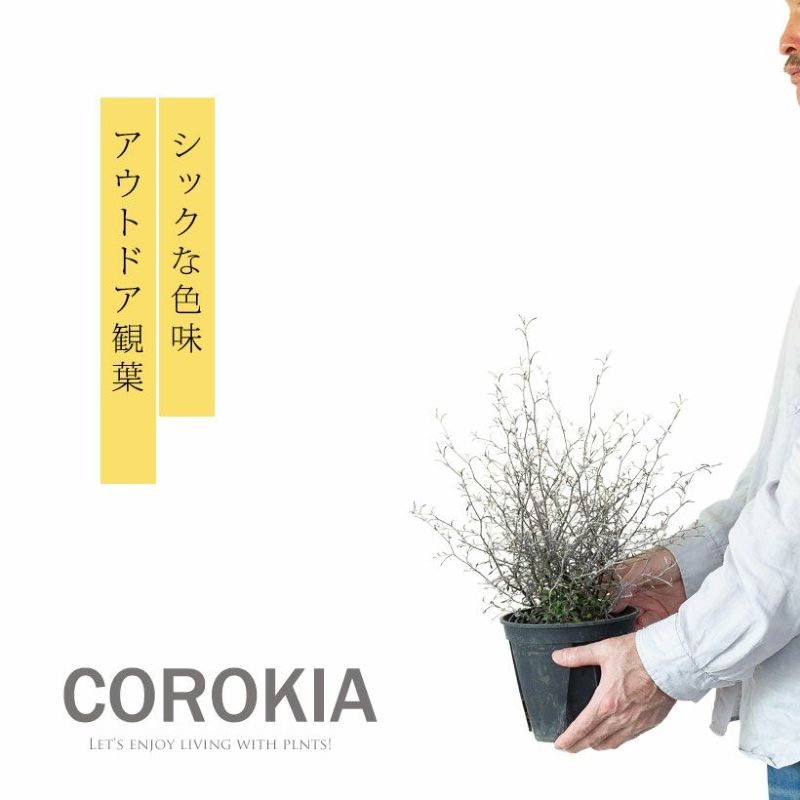 コロキア・コトネアスターを玄関前に