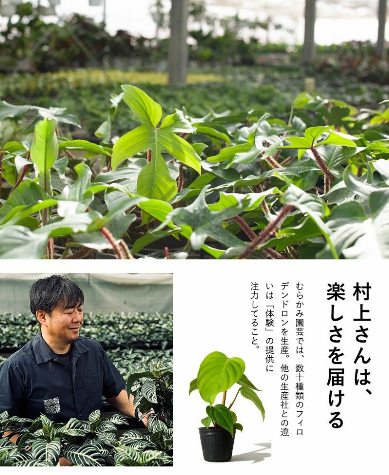 むらかみ園芸の説明