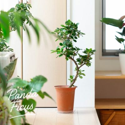 フィカス 観葉植物 観葉植物 フィカス ベンガレンシス 8号 曲り ホルスト