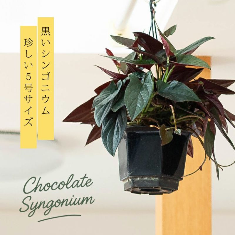 シンゴニウムチョコレート