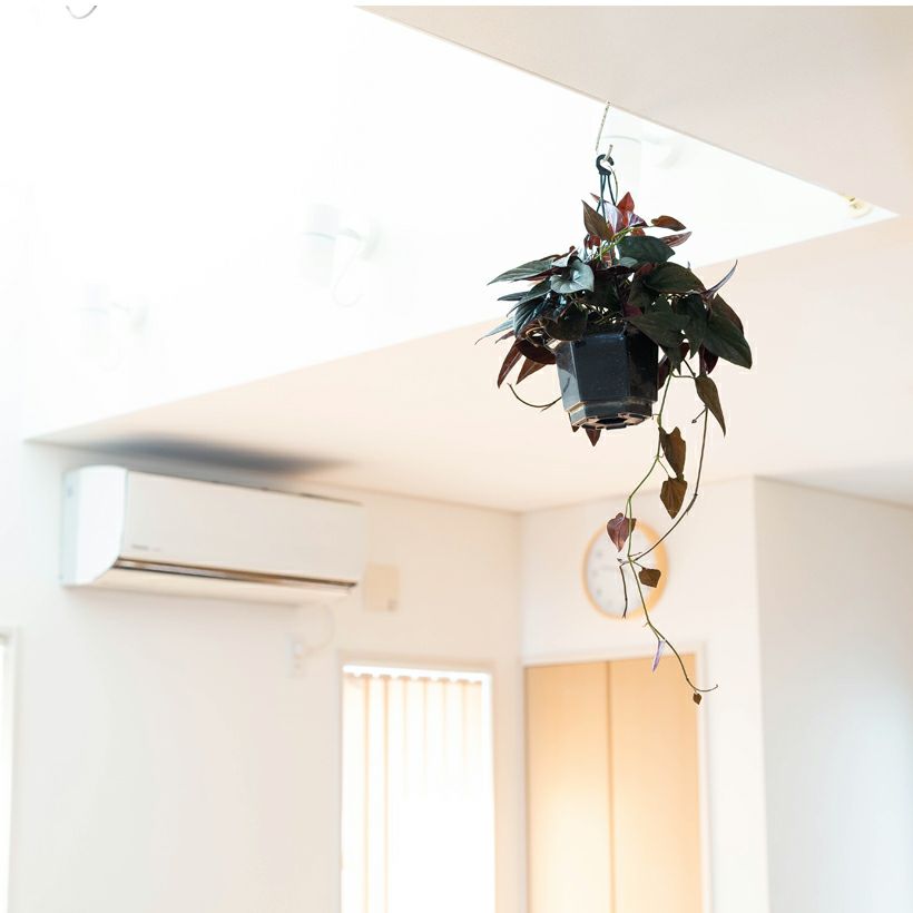 黒いシンゴニウム・チョコレート葉裏が赤くカッコいい品種