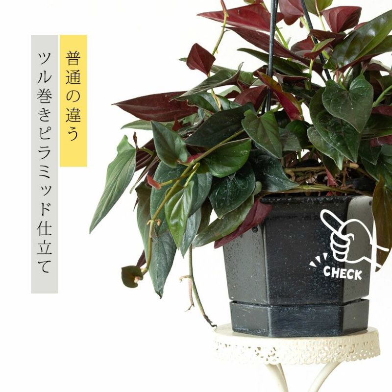 仕立て方の特徴