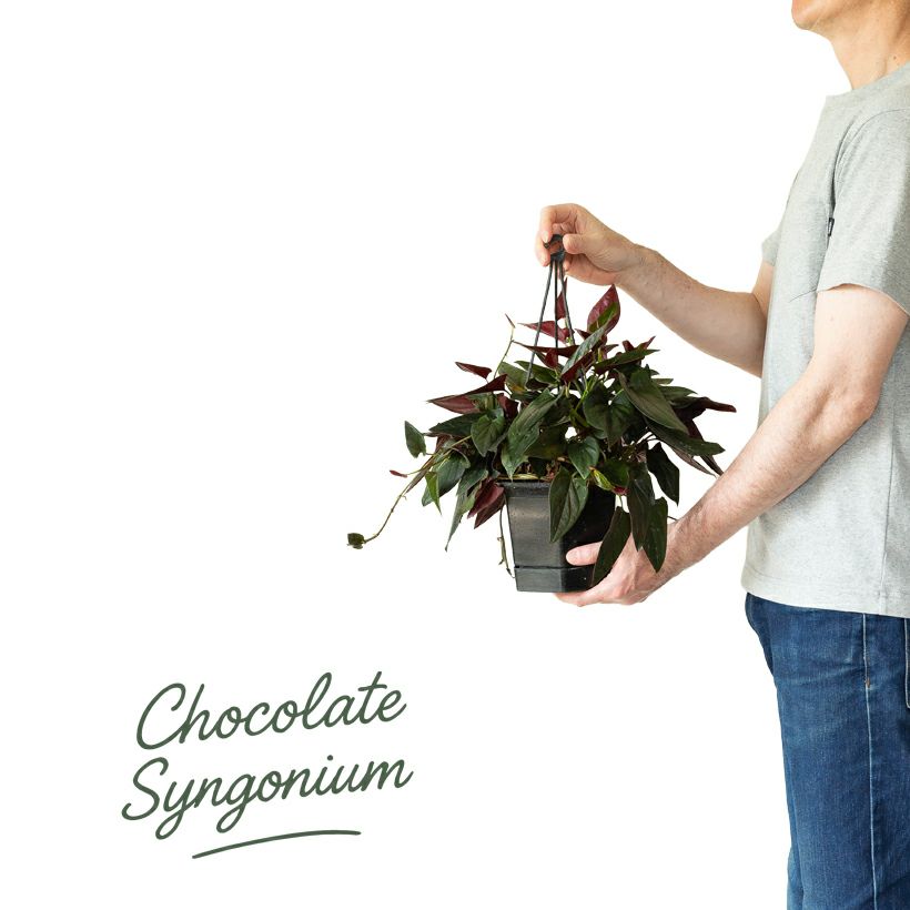 黒いシンゴニウム・チョコレート葉裏が赤くカッコいい品種