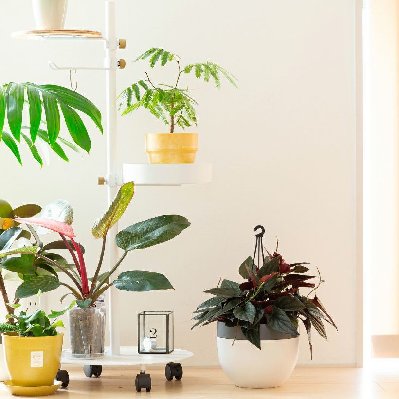 黒いシンゴニウム・チョコレート葉裏が赤くカッコいい品種