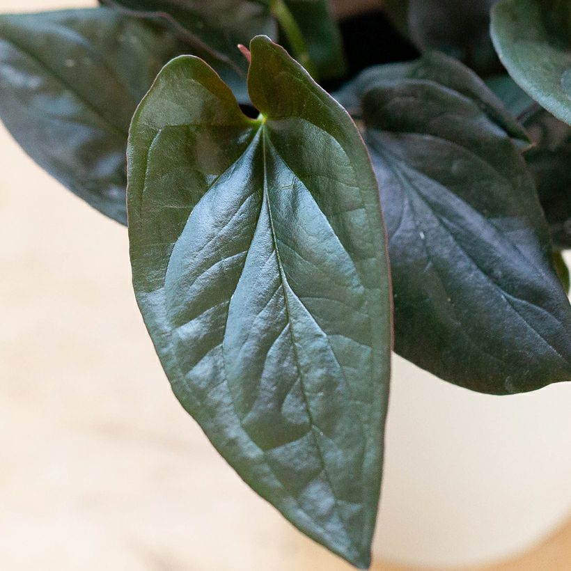 黒いシンゴニウム・チョコレート葉裏が赤くカッコいい品種