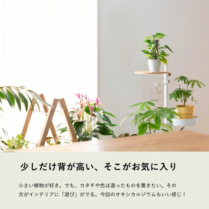 オキシカルジウムを机の上に