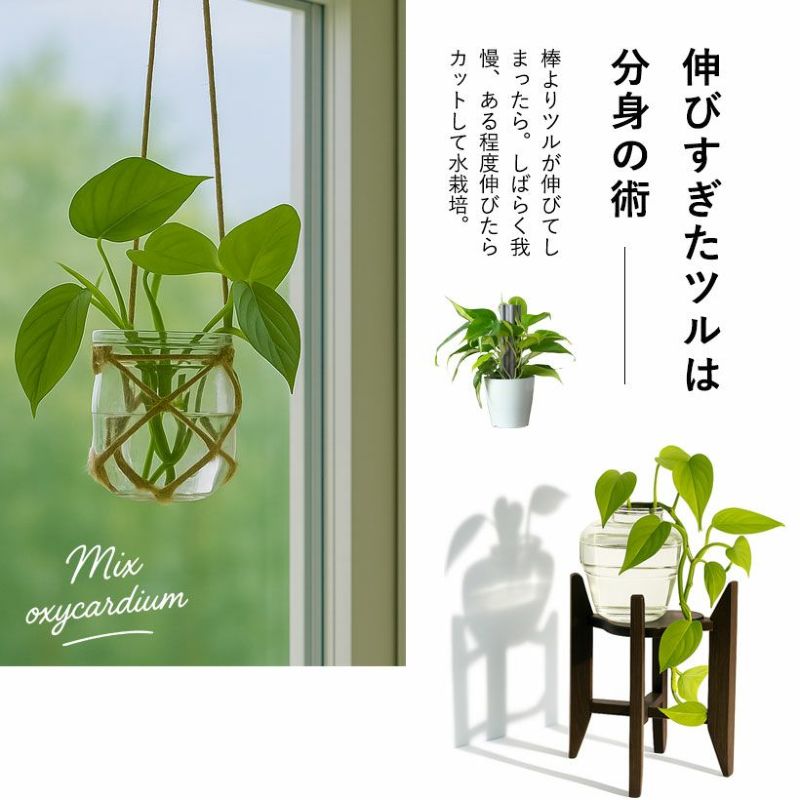 オキシカルジウム切り枝の活用