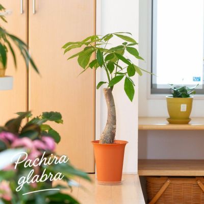 000000009556-01-m.jpg?t=