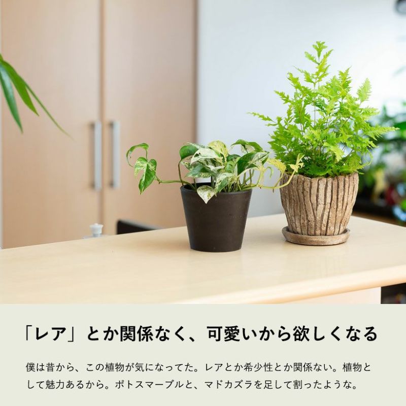 エピプレナム ピナツム マーブルを陶器鉢に