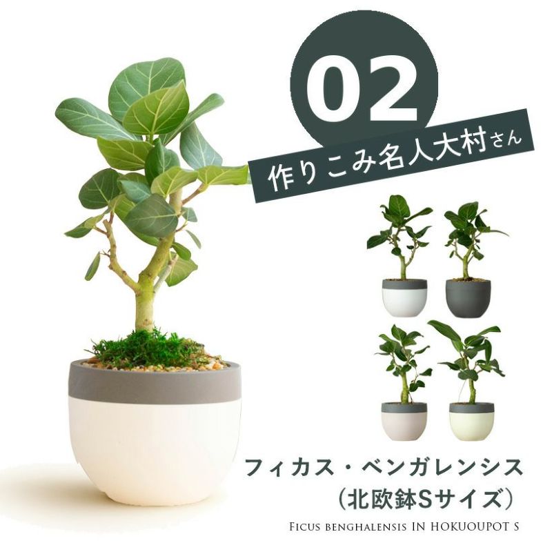 ベンガレンシス