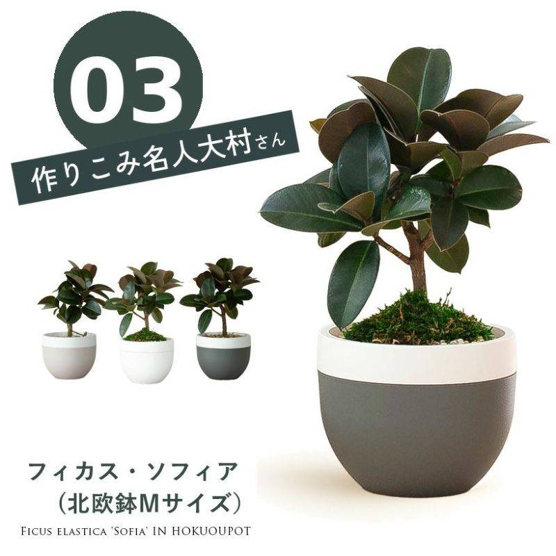 フィカス・ソフィア