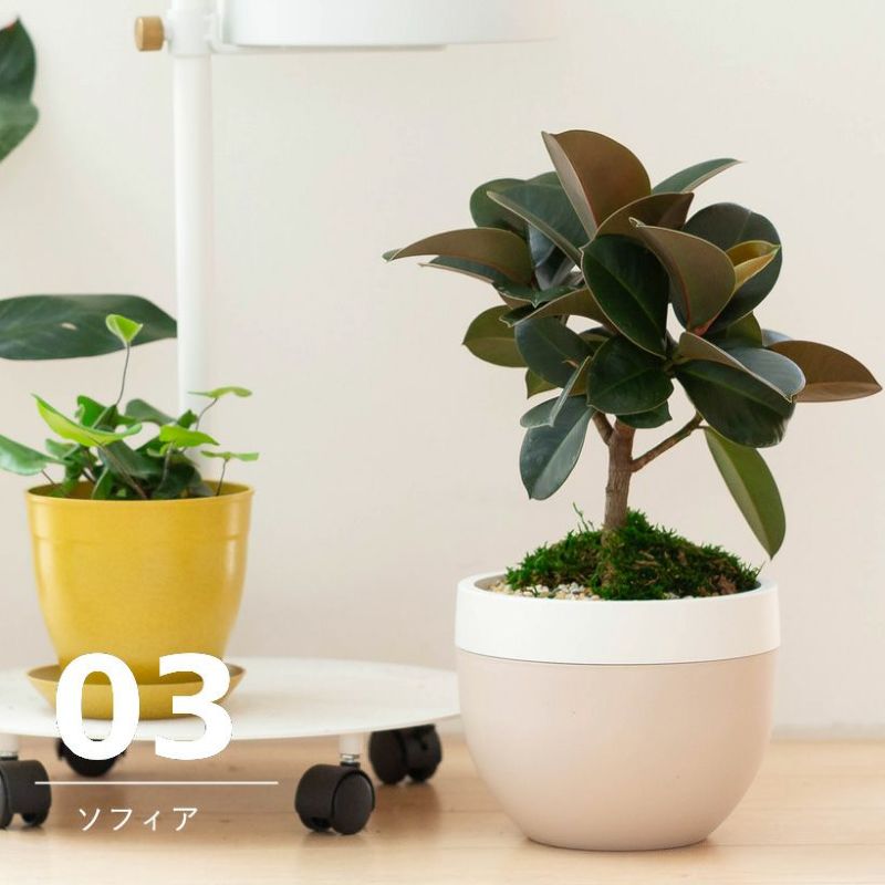 北欧鉢に植えたフィカスソフィア