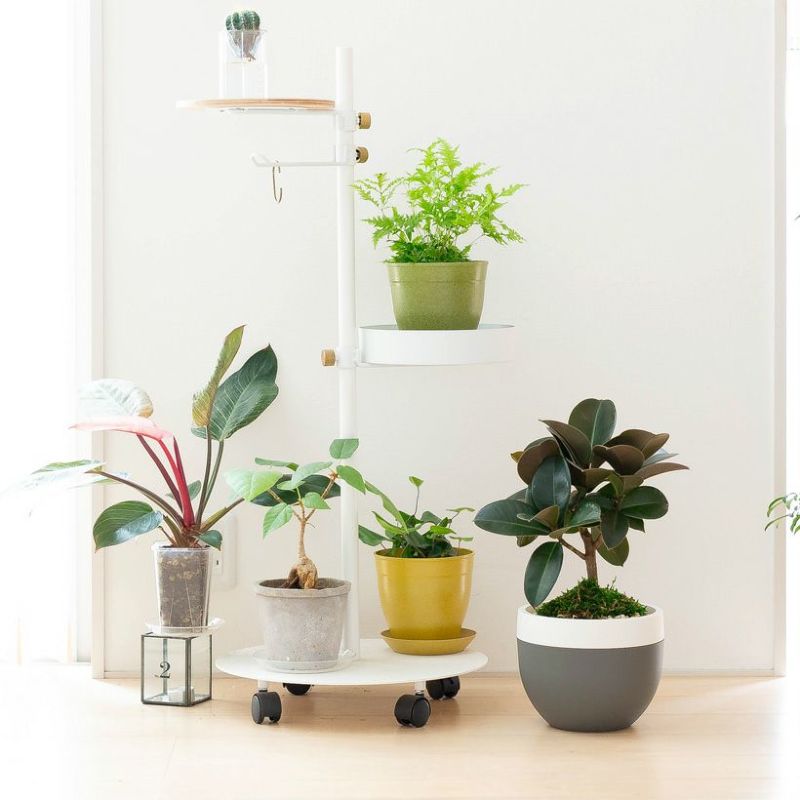 窓辺に色々な植物を並べて