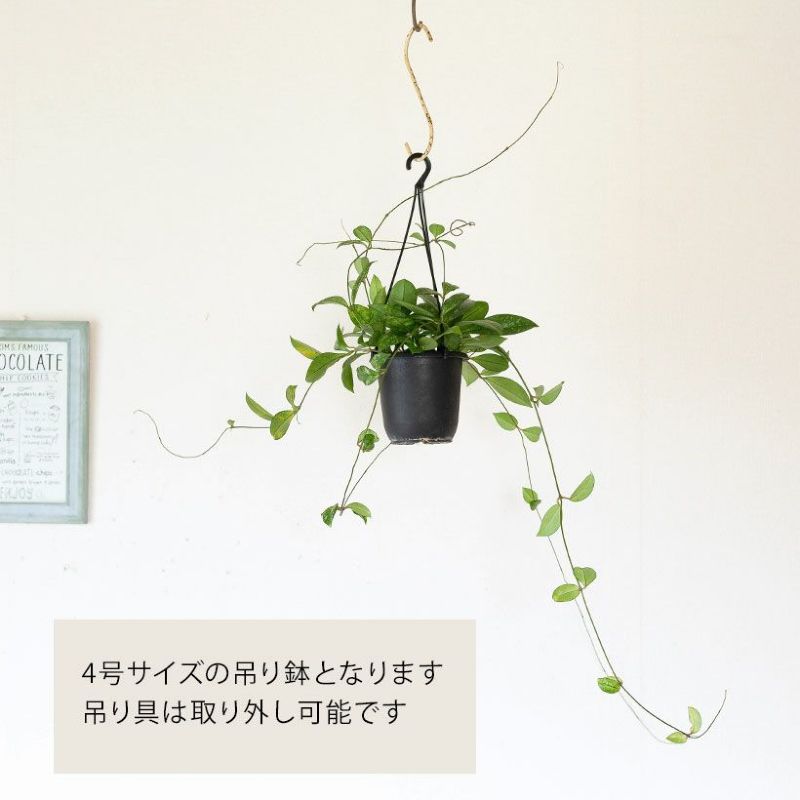 Hoya Crassipetiolata super splash ホヤ クラシペティオラータ