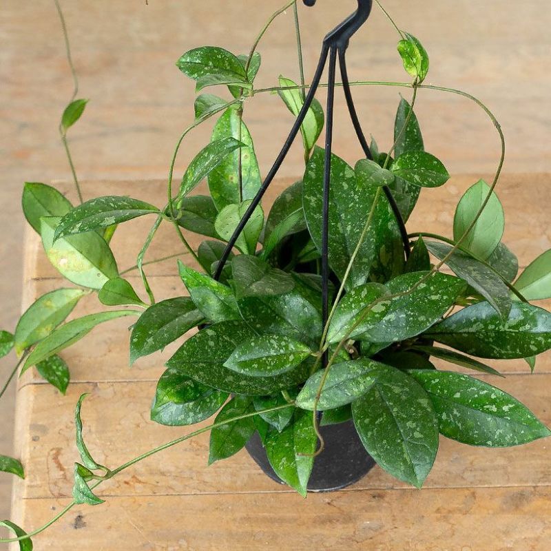 Hoya Crassipetiolata super splash ホヤ クラシペティオラータ