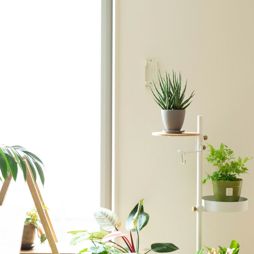 シルバーメタルを植え替えて棚の上に
