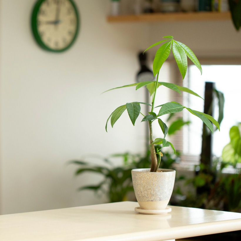 観葉植物の植え替えに使いやすいサイズ