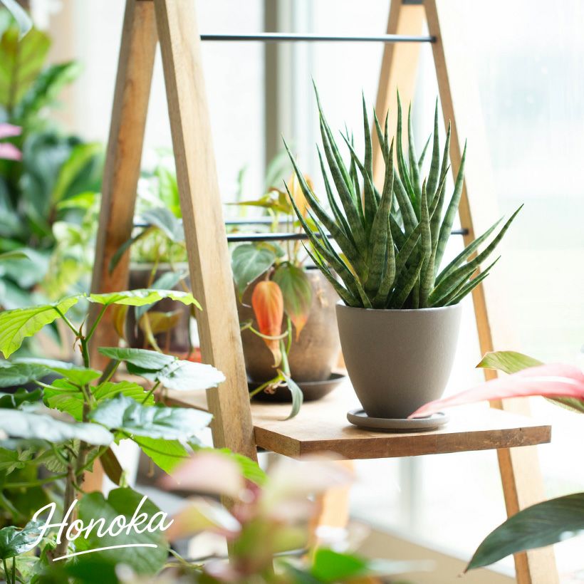 観葉植物の植え替えに使いやすいサイズ