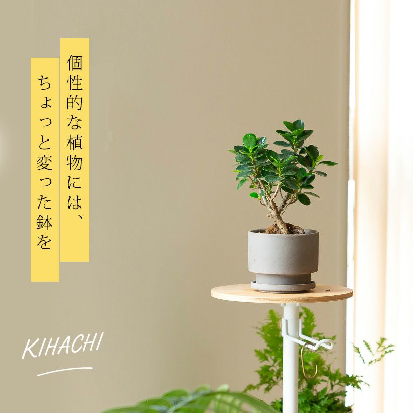 シルバーメタルを植え替えて棚の上に