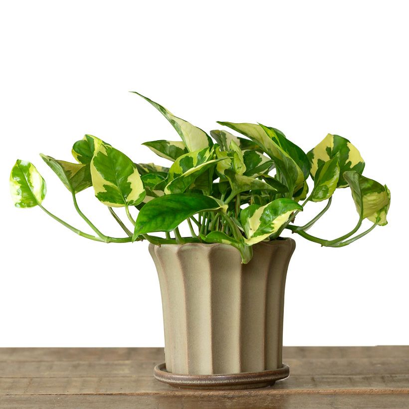 観葉植物の植え替えに使いやすいサイズ