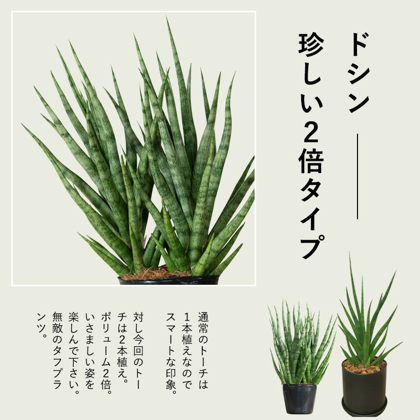 サンスベリア・トーチ｜細葉品種（群生株）育て方付き] e-花屋さん