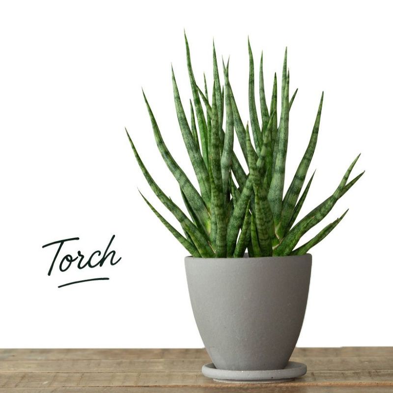 サンスベリア・トーチの植替え