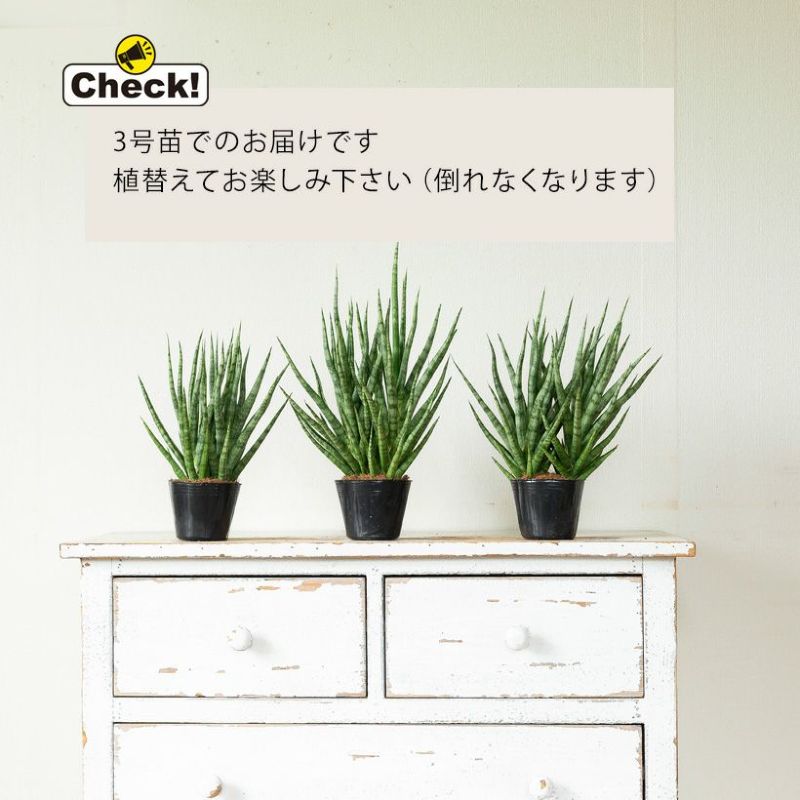 サンスベリア・トーチの苗
