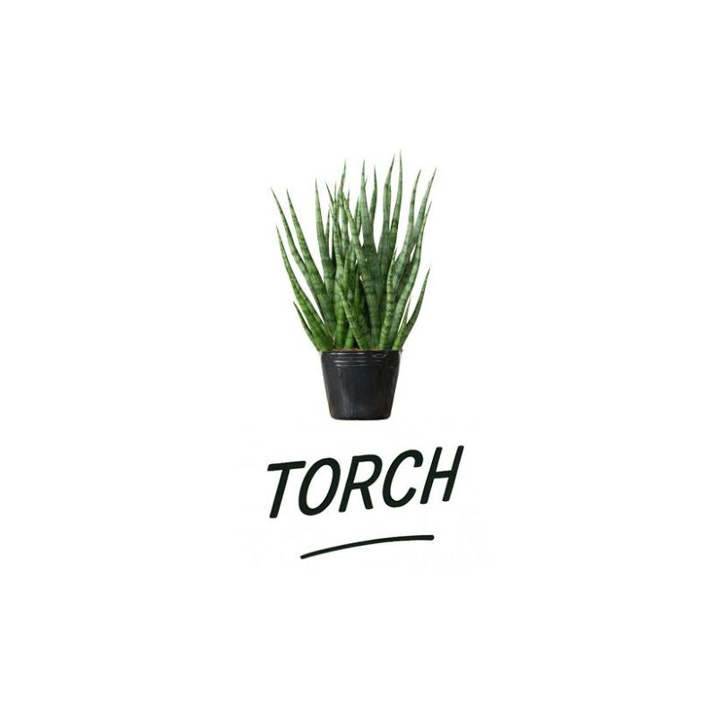 サンスベリア・トーチの植替え
