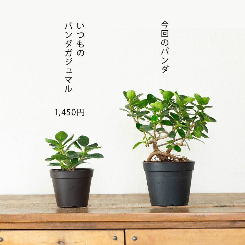 サンスベリアスプーンの幹曲がりについて