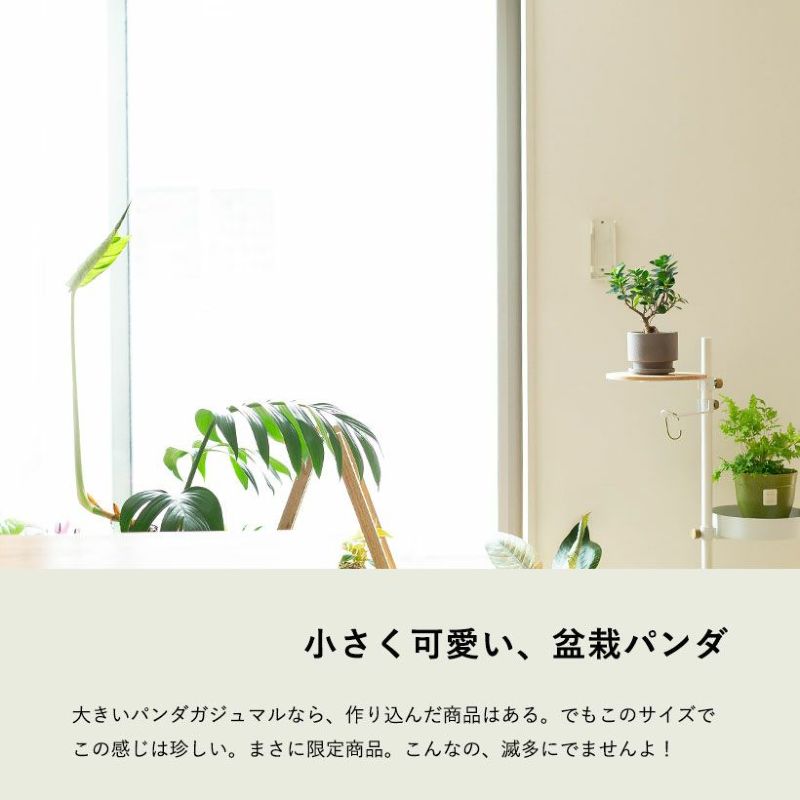 選べるサンスベリアスプーン