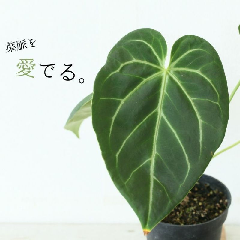 アンスリウム・マグニフィカム　本物　アンチメリクロン アンスリウム・マグニフィカム 本物 アンチメリクロン アンスリウム