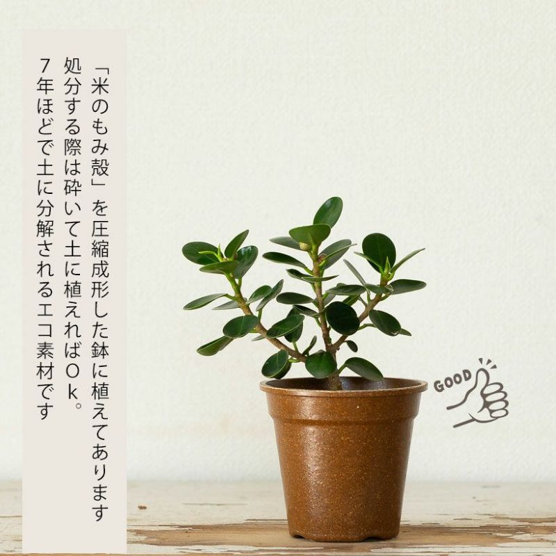 パンダガジュマルを窓際に。光がよく当たる場所が理想です
