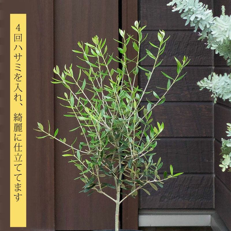 オリーブの育て方