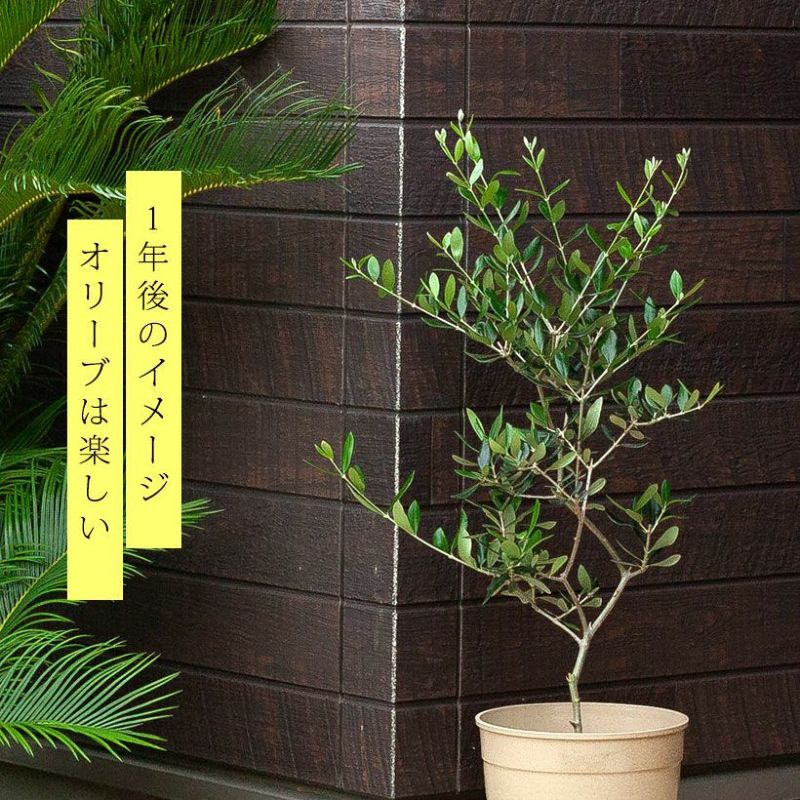 オリーブの育て方"