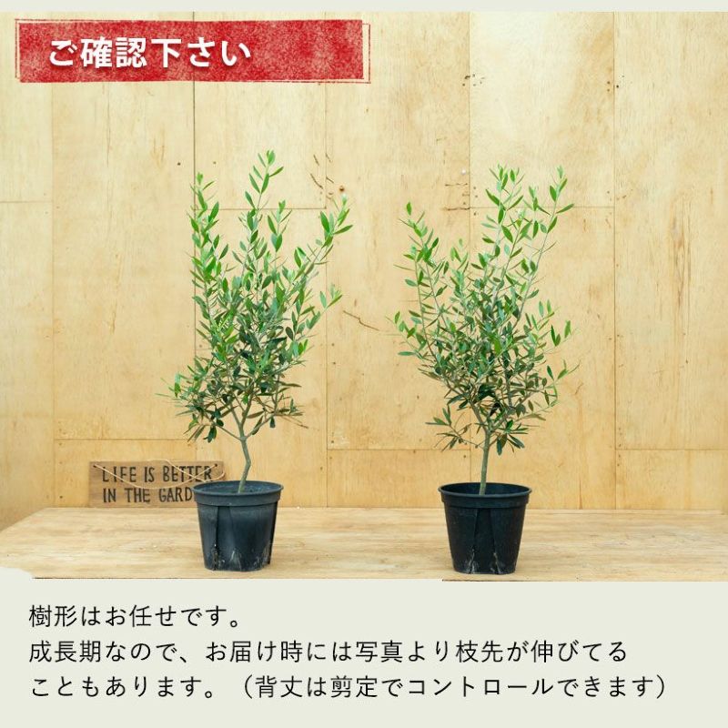 オリーブエルグレコ実付き良いコンパクトオリーブ。受粉樹にもお