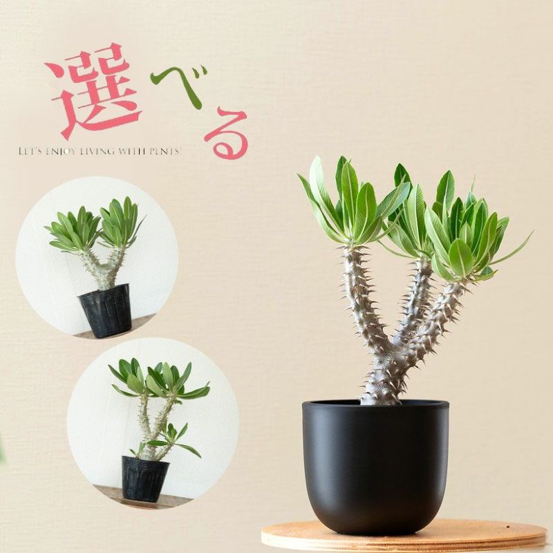 パキポディウム・デンシフローラム（シバ女王）銀肌の塊根植物